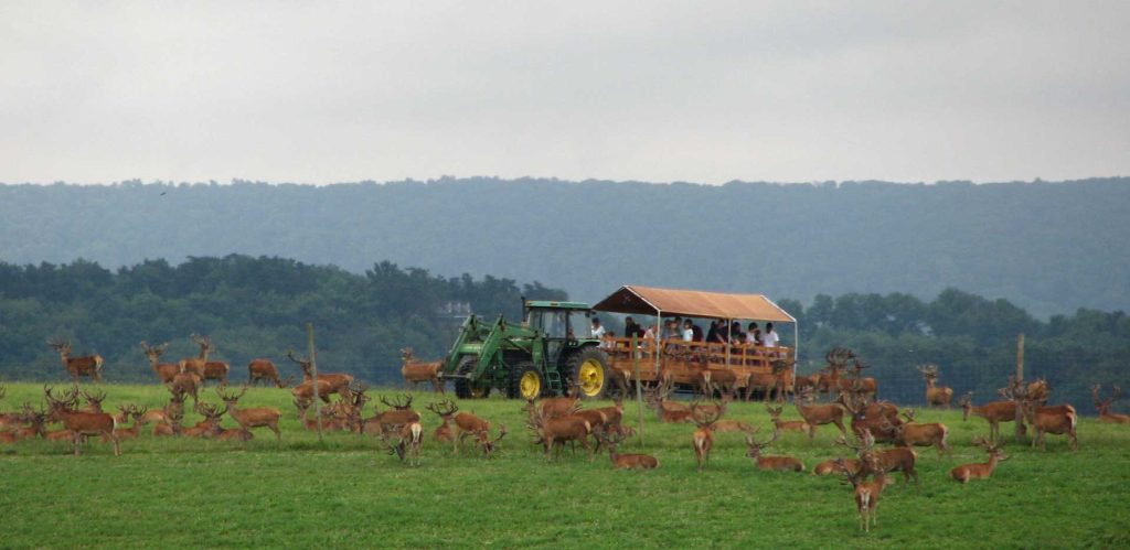 Rolling-Hills Red Deer Farm